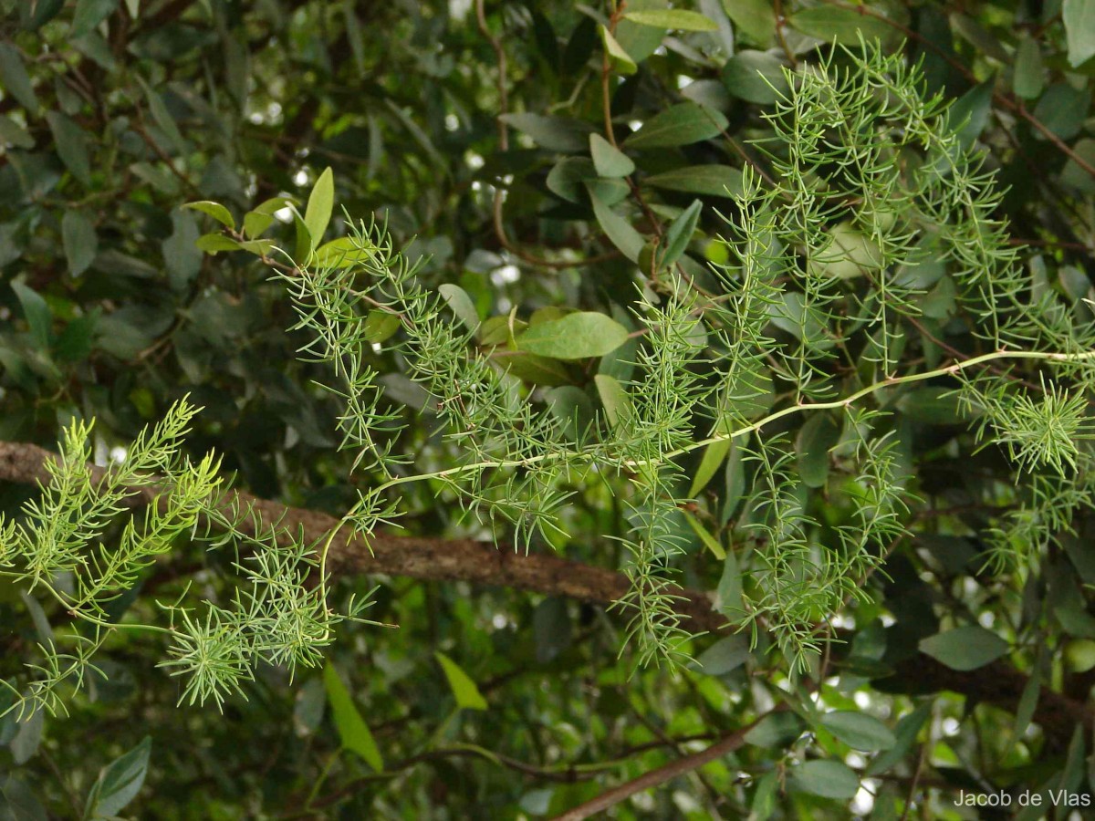 Asparagus densiflorus (Kunth) Jessop